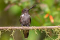 Brown Inca Coeligena wilsoni