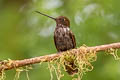 Brown Inca Coeligena wilsoni