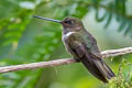 Brown Inca Coeligena wilsoni