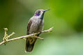 Brown Violetear Colibri delphinae