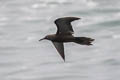 Brown Noddy Anous stolidus galapagensis