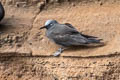 Brown Noddy Anous stolidus galapagensis