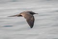 Brown Noddy Anous stolidus galapagensis