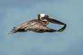 Brown Pelican Pelecanus occidentalis urinator