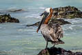 Brown Pelican Pelecanus occidentalis urinator