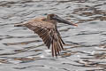 Brown Pelican Pelecanus occidentalis urinator