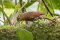 Buff-fronted Foliage-gleaner Dendroma rufa riveti