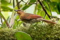 Buff-fronted Foliage-gleaner Dendroma rufa riveti