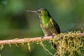 Buff-tailed Coronet Boissonneaua flavescens tinochlora