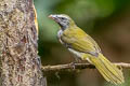 Buff-throated Saltator Saltator maximus maximus