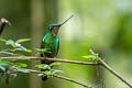 Buff-winged Starfrontlet Coeligena lutetiae lutetiae