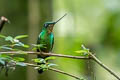 Buff-winged Starfrontlet Coeligena lutetiae lutetiae