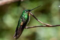 Buff-winged Starfrontlet Coeligena lutetiae albimaculata