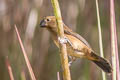 Chestnut-bellied Seed Finch Sporophila angolensis torridus (Lesser Seed Finch)