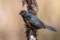 Chestnut-bellied Seed Finch Sporophila angolensis torridus (Lesser Seed Finch)