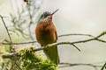 Chestnut-breasted Coronet Boissonneaua matthewsii