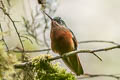 Chestnut-breasted Coronet Boissonneaua matthewsii