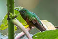 Chestnut-breasted Coronet Boissonneaua matthewsii