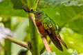 Chestnut-breasted Coronet Boissonneaua matthewsii