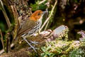 Chestnut-crowned Antpitta Grallaria ruficapilla ruficapilla