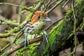 Chestnut-crowned Antpitta Grallaria ruficapilla albiloris