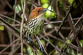 Chestnut-crowned Antpitta Grallaria ruficapilla albiloris