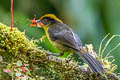Choco Brushfinch Atlapetes crassus