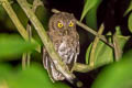 Choco Screech Owl Megascops centralis