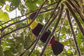 Choco Toucan Ramphastos brevis