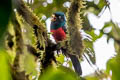 Choco Trogon Trogon comptus