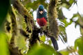 Choco Trogon Trogon comptus