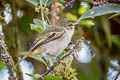 Choco Tyrannulet Zimmerius albigularis