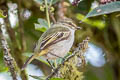 Choco Tyrannulet Zimmerius albigularis