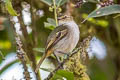 Choco Tyrannulet Zimmerius albigularis