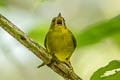 Choco Warbler Myiothlypis chlorophrys