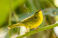 Choco Warbler Myiothlypis chlorophrys