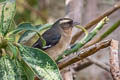 Cinereous Conebill Conirostrum cinereum fraseri