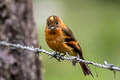 Cinnamon Flycatcher Pyrrhomyias cinnamomeus pyrrhopterus