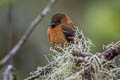 Cinnamon Flycatcher Pyrrhomyias cinnamomeus pyrrhopterus