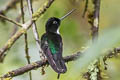 Collared Inca Coeligena torquata fulgidigula