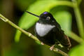 Collared Inca Coeligena torquata fulgidigula