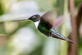 Collared Inca Coeligena torquata fulgidigula