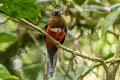 Collared Trogon Trogon collaris virginalis