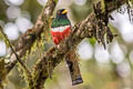 Collared Trogon Trogon collaris collaris