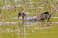 Common Gallinule Gallinula galeata cachinnans