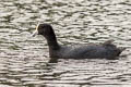 Common Gallinule Gallinula galeata pauxilla