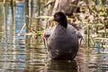 Common Gallinule Gallinula galeata pauxilla