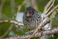 Common Cactus Finch Geospiza scandens intermedia 