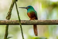 Coppery-chested Jacamar Galbula pastazae