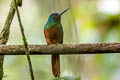 Coppery-chested Jacamar Galbula pastazae